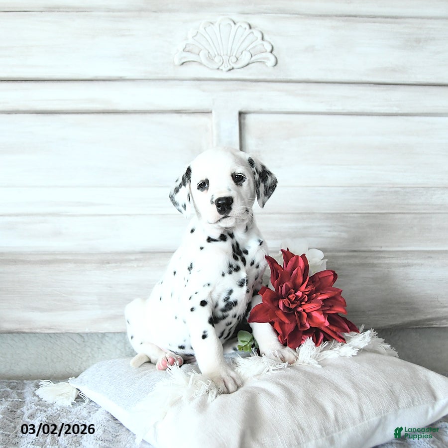 Dalmatian dogs Jessy - Ad 1