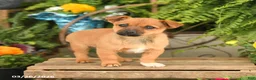 Mixed Breed dogs for sale: Fiona - Ad 2