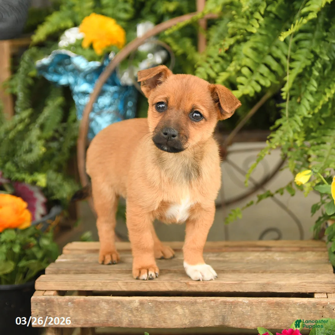 Mixed Breed dogs for sale: Fiona - Ad 2