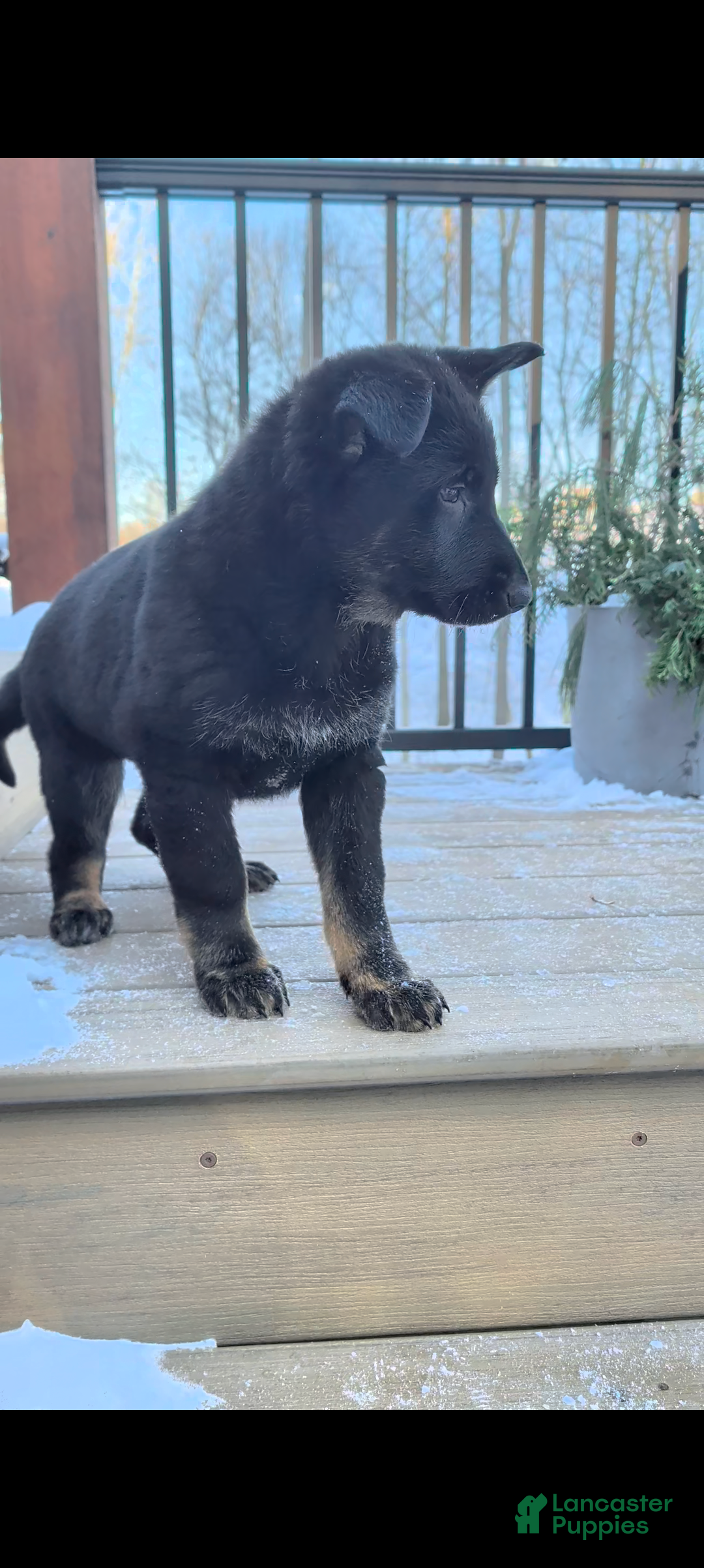 German Shepherd dogs Beth - Ad 22