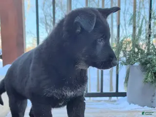 German Shepherd dogs Beth - Ad 22