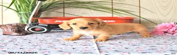 Miniature Dachshund dogs for sale: Max - Ad 3