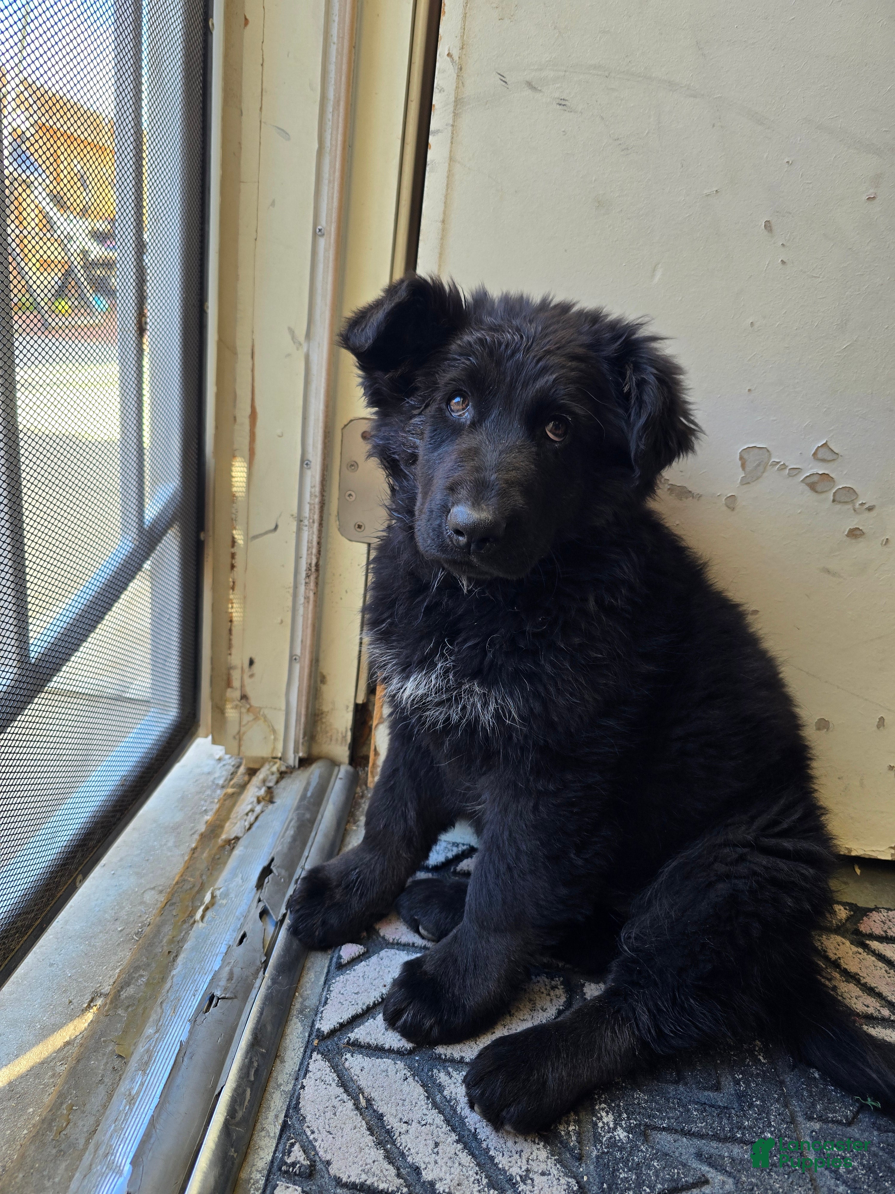 Mixed Breed dogs Mixed Breed Puppy 2 - Ad 26