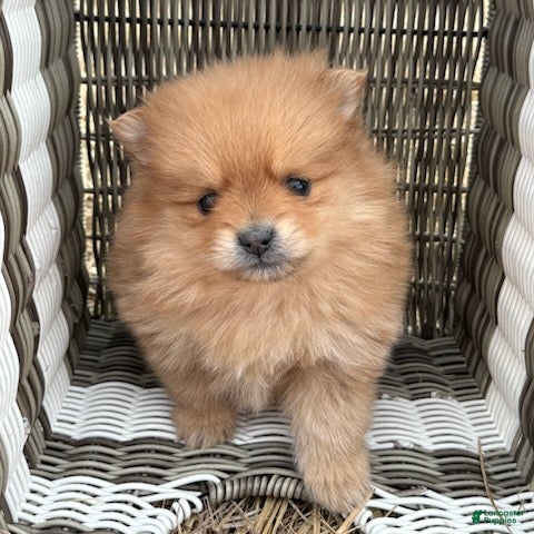 Pomeranian dogs Cassie - Ad 2
