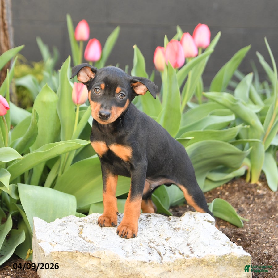 Miniature Pinscher dogs Freddie - Ad 2