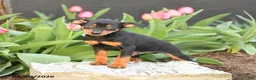Miniature Pinscher dogs for sale: Freddie - Ad 2