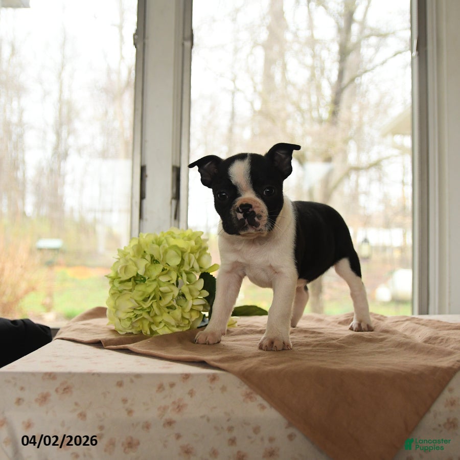 Boston Terrier dogs Heidi - Ad 2