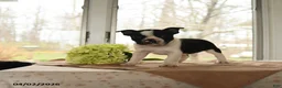 Boston Terrier dogs for sale: Heidi - Ad 2