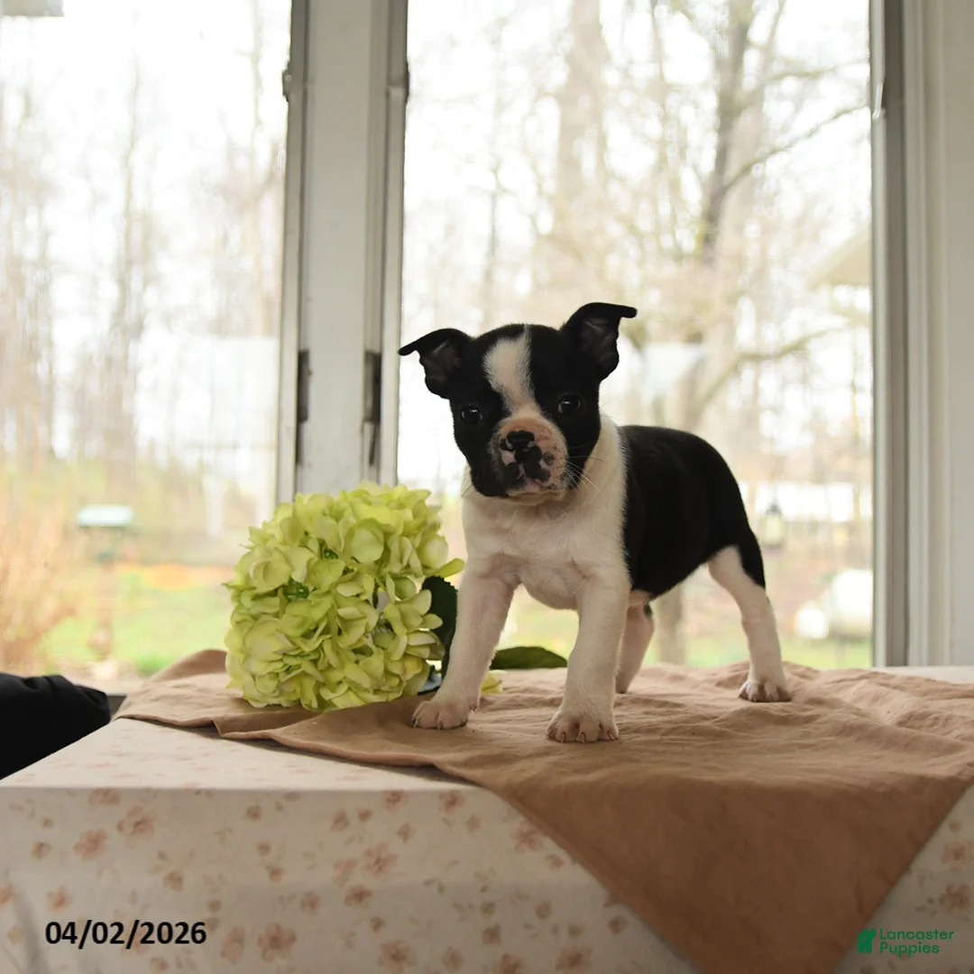 Boston Terrier dogs for sale: Heidi - Ad 2