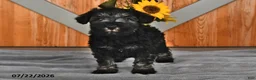 Miniature Schnauzer dogs for sale: Maggie - Ad 4