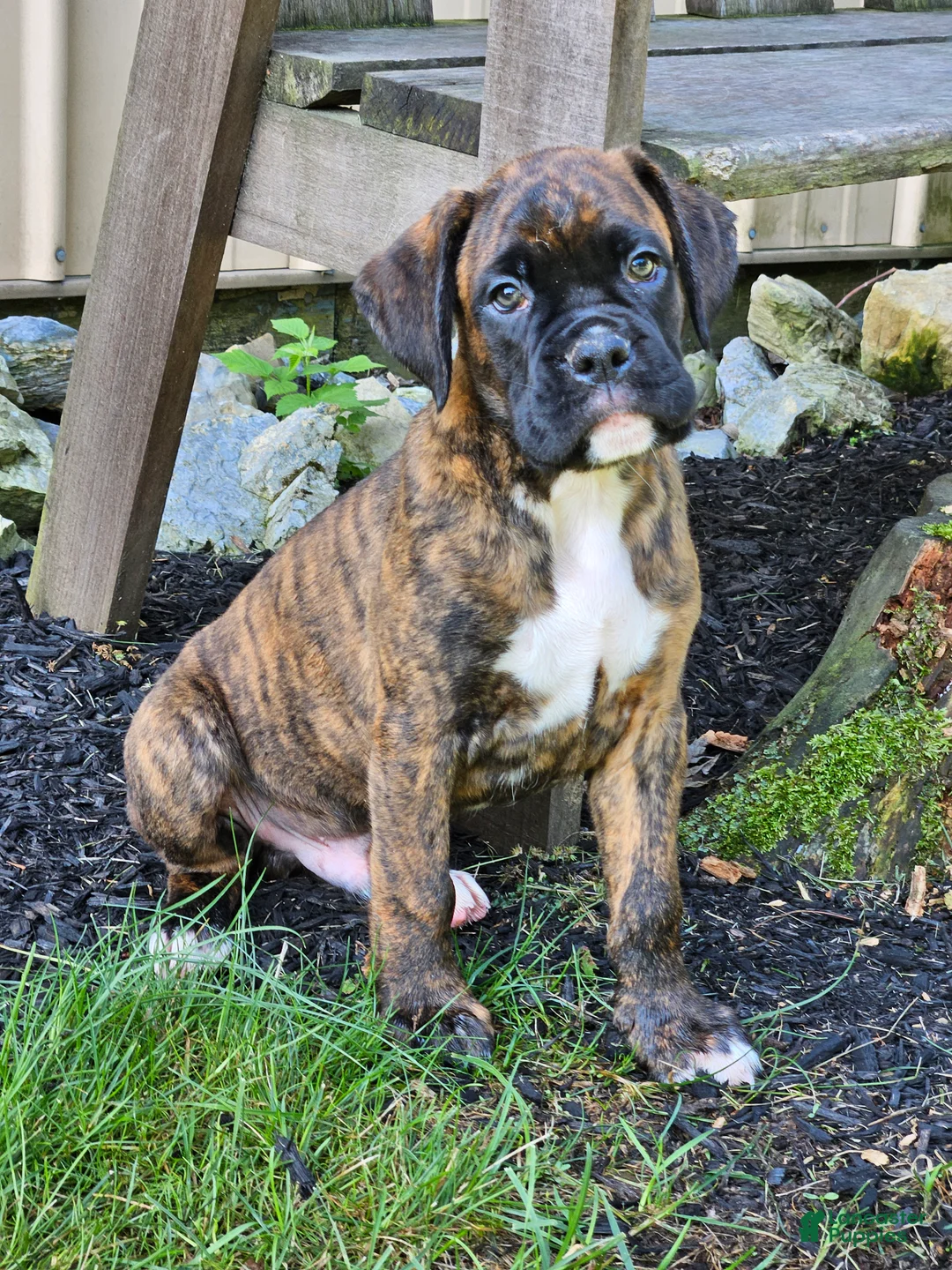 Boxer dogs for sale: Ranger - Ad 2