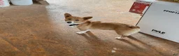 Corgipoo dogs for sale: Happy - Ad 6
