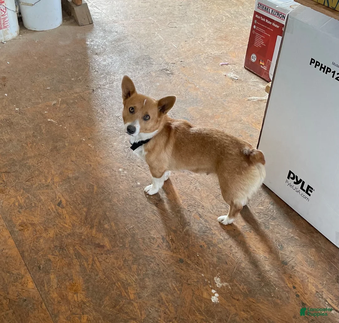 Corgipoo dogs for sale: Happy - Ad 6