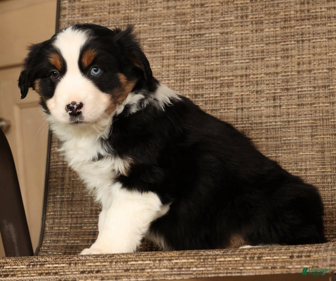 Miniature Australian Shepherd dogs for sale: Rio - Ad 3