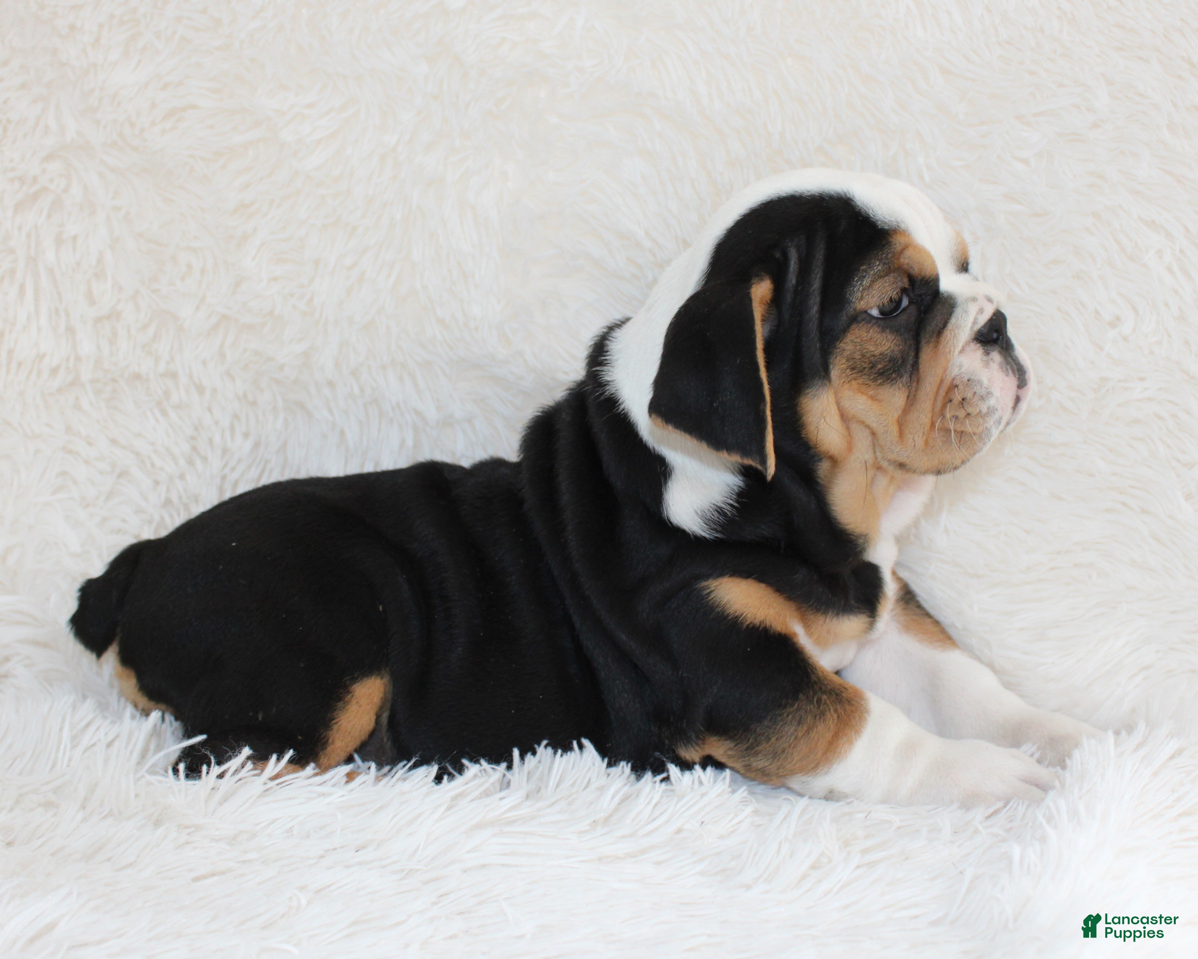 English Bulldog dogs Mabel - Ad 2