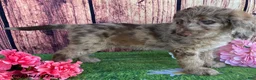 Miniature Labradoodle dogs for sale: Sunshine - Ad 7