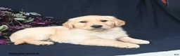 Golden Retriever dogs for sale: Snickerdoodle  - Ad 3