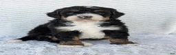 Mini Bernedoodle dogs for sale: Mini Nemo  - Ad 13
