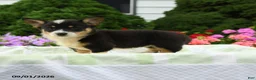 Welsh Corgi Pembroke dogs for sale: Harper - Ad 3