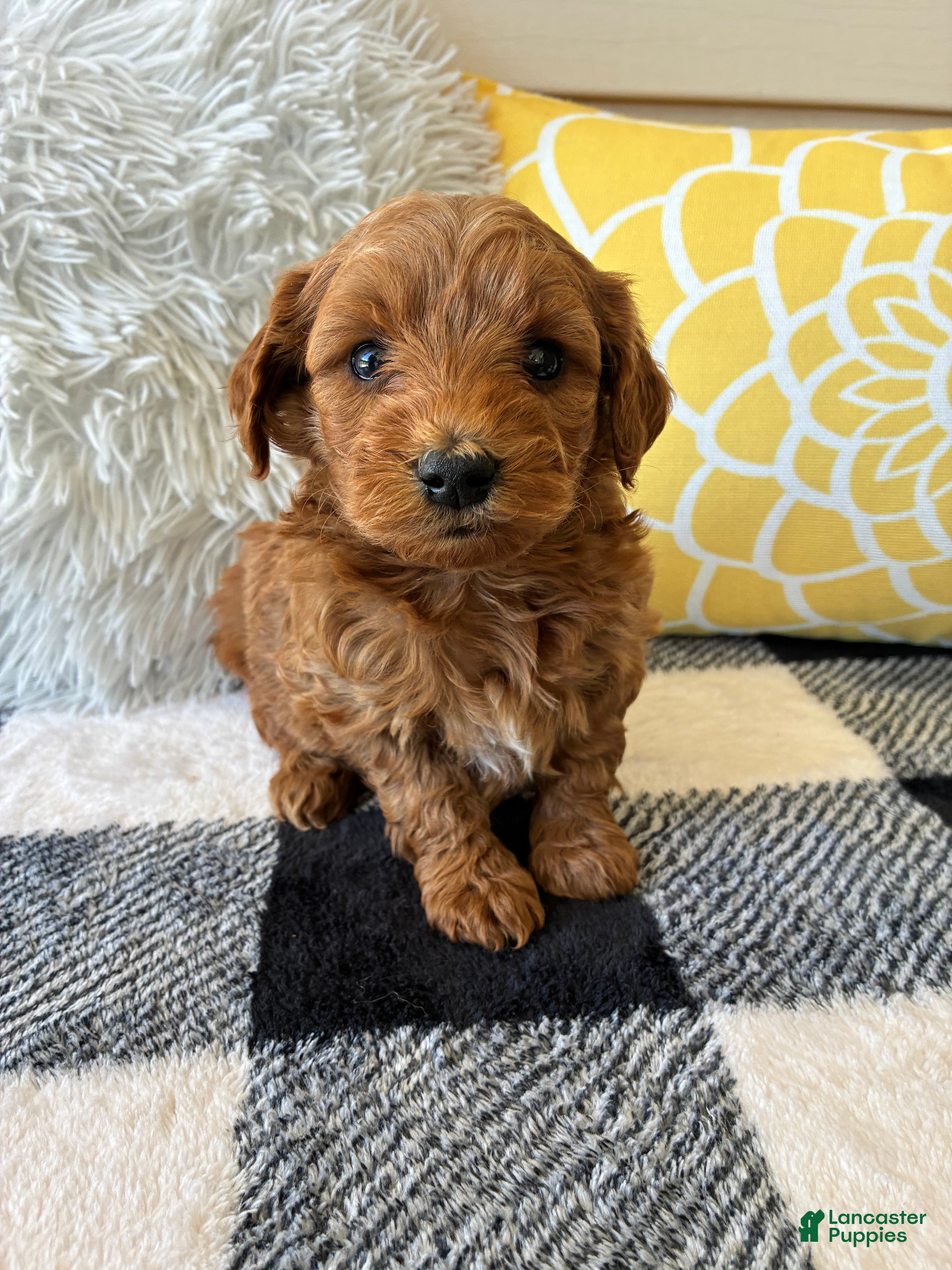 Mini Goldendoodle dogs Mini Goldendoodle “Nala” - Ad 2
