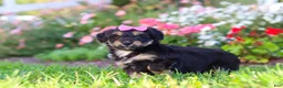 Mixed Breed dogs for sale: Maple - Ad 6