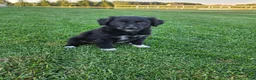 Mixed Breed dogs for sale:  Molly  - Ad 1