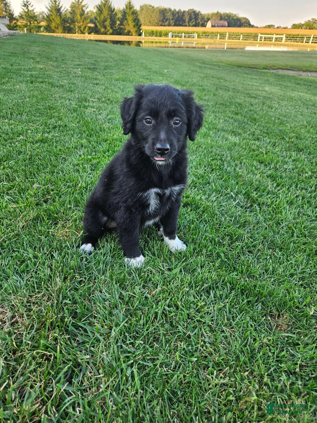 Mixed Breed dogs for sale:  Molly  - Ad 1