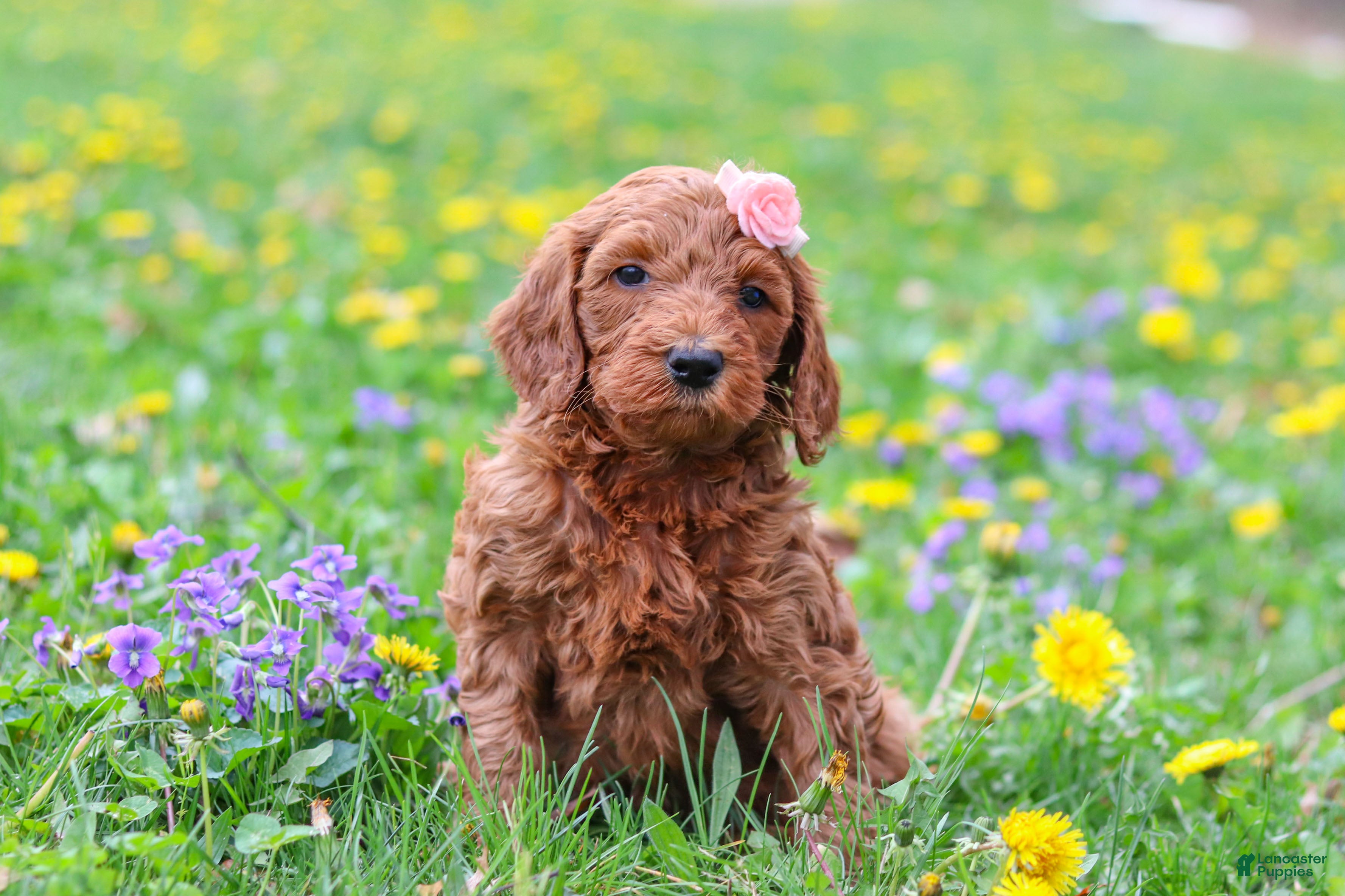 Goldendoodle dogs Loretta F1b - Ad 1
