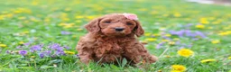 Goldendoodle dogs for sale: Loretta F1b - Ad 1
