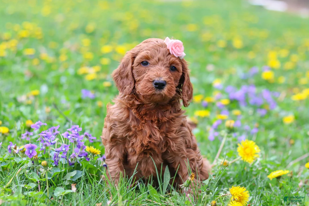 Goldendoodle dogs for sale: Loretta F1b - Ad 1