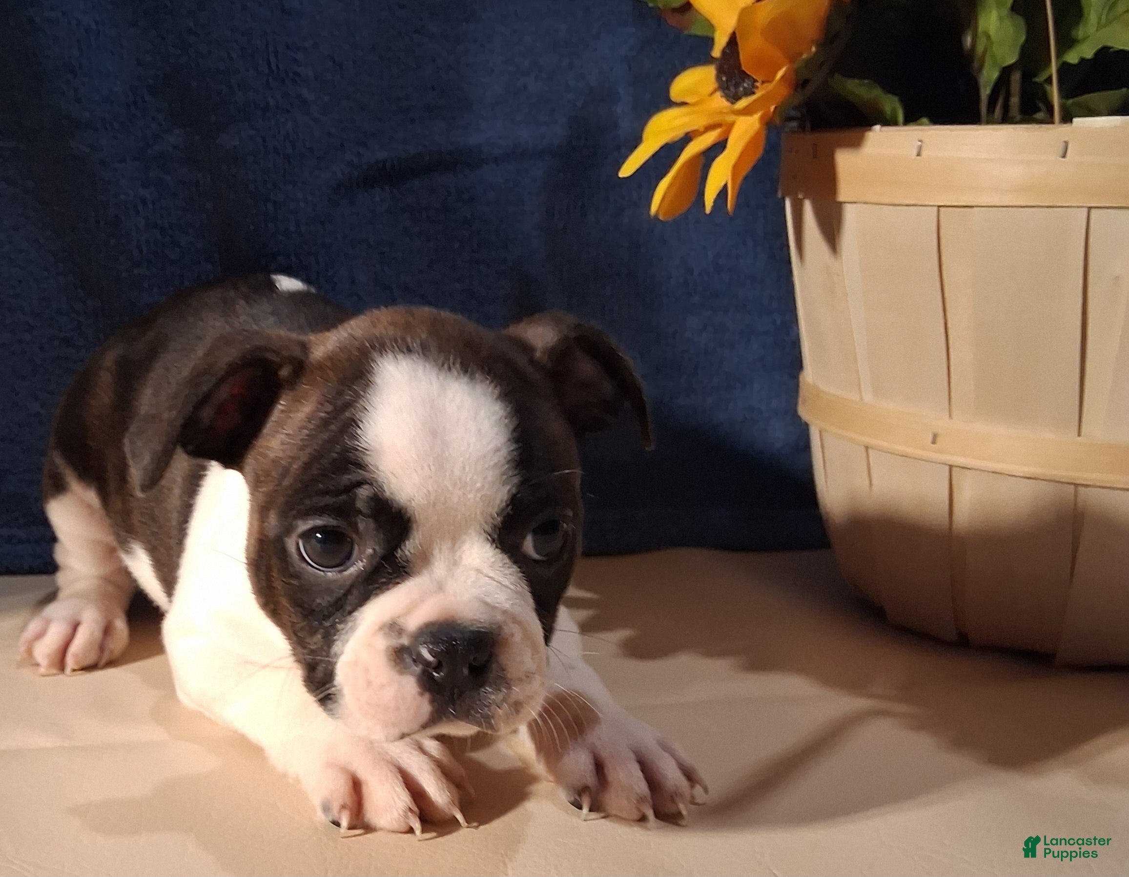 Boston Terrier dogs Esther - Ad 2