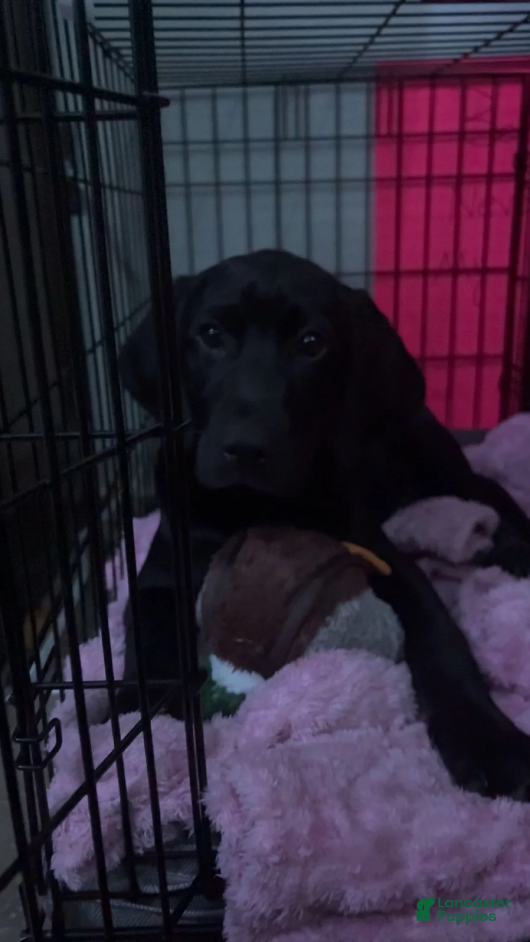 Mixed Breed dogs for sale: Mixed Breed Puppy 1 - Ad 1