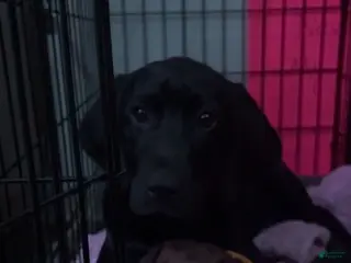 Mixed Breed dogs Mixed Breed Puppy 1 - Ad 28