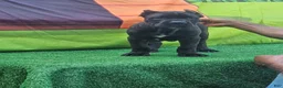 Cane Corso dogs for sale: SKY - Ad 8