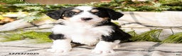 Mini Bernedoodle dogs for sale: Midnight - Ad 3