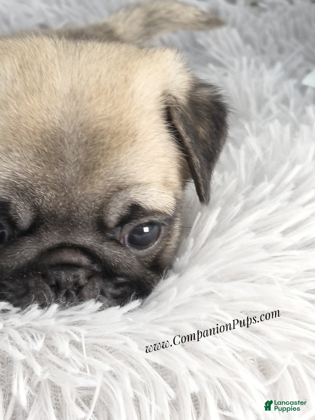 Pug dogs for sale: Black Collar - Super Wrinkly! - Ad 3