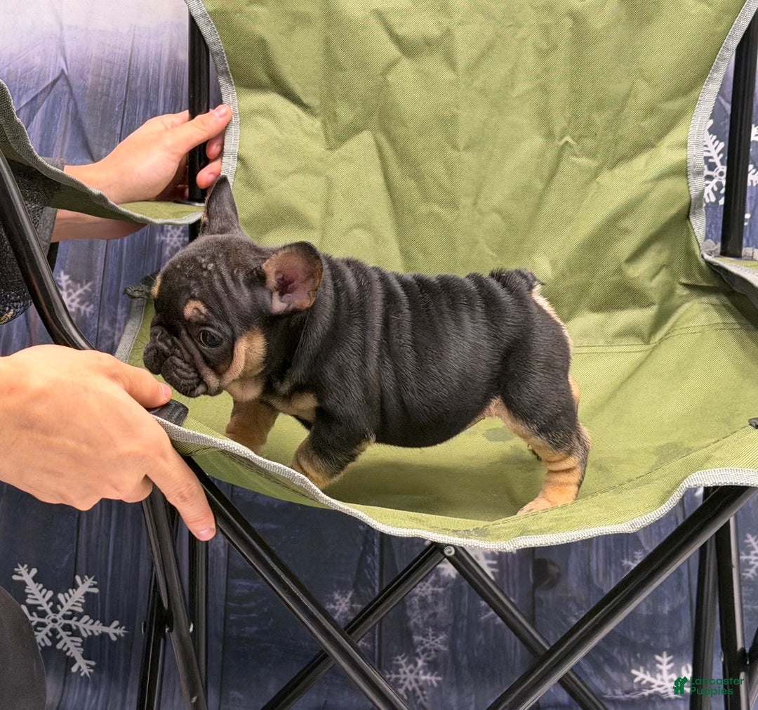 French Bulldog dogs for sale: Tiny - Ad 3