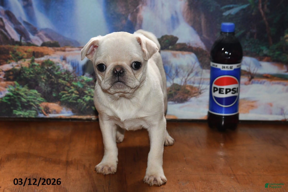 Pug dogs Priceless Pearl - Ad 2