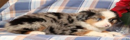 Australian Shepherd dogs for sale: Sally - Ad 5