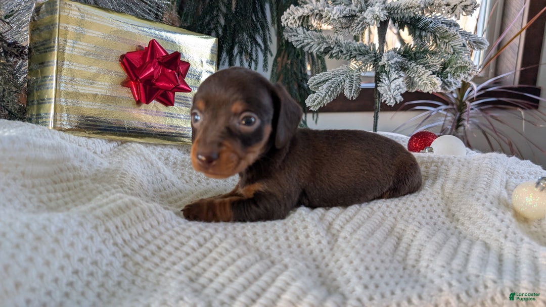 Miniature Dachshund dogs for sale: Flint - Ad 2