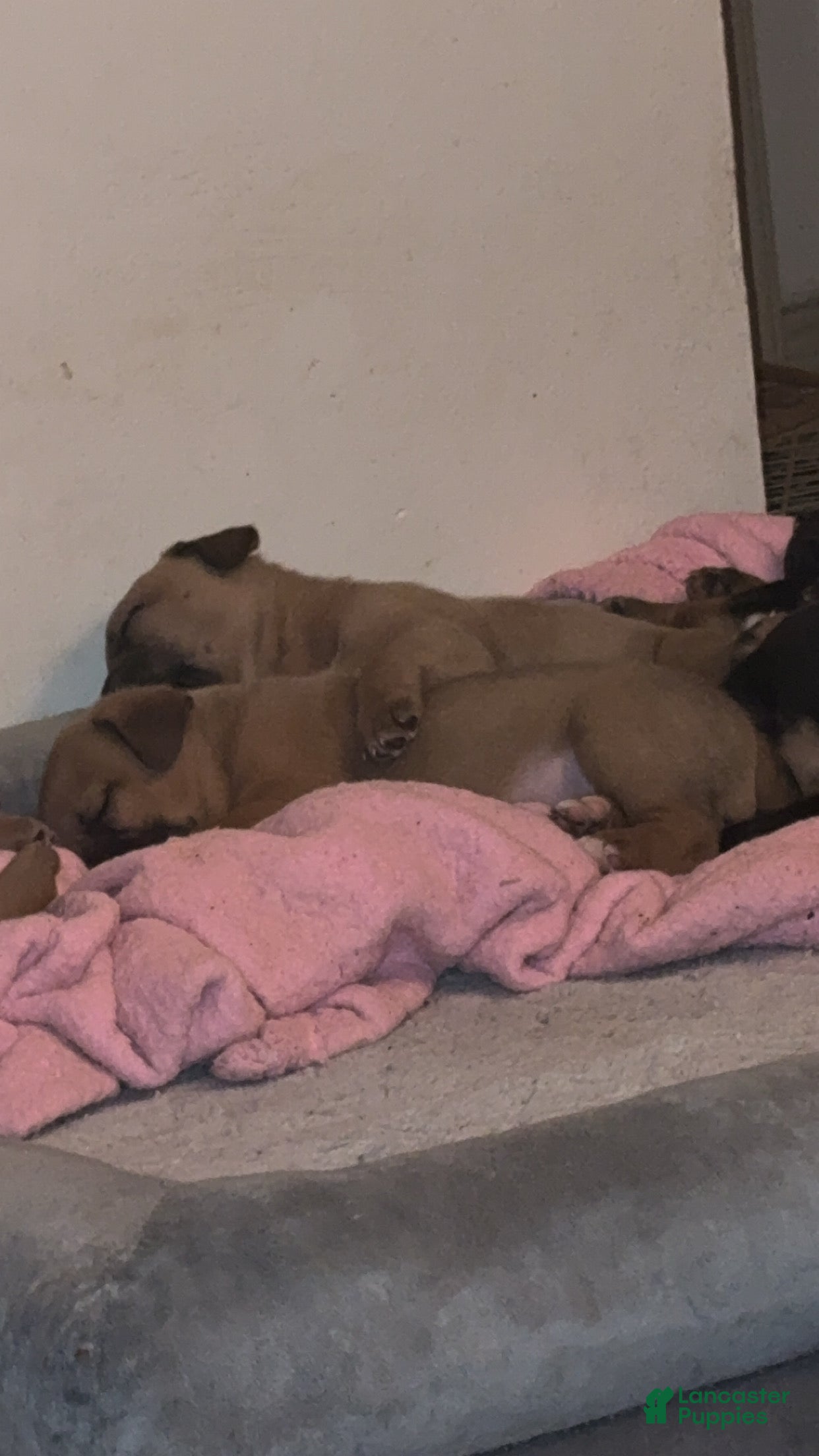 Mixed Breed dogs Mixed Breed Puppy 3 - Ad 15