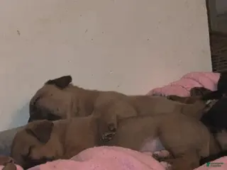 Mixed Breed dogs Mixed Breed Puppy 3 - Ad 15