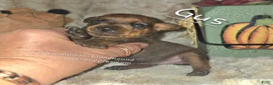 Gus