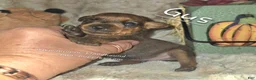 Miniature Pinscher dogs for sale: Gus - Ad 1