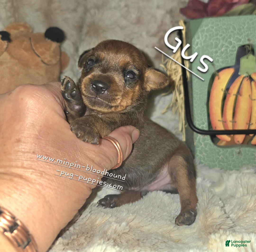 Miniature Pinscher dogs for sale: Gus - Ad 1