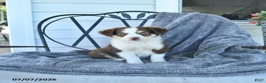 Bryce