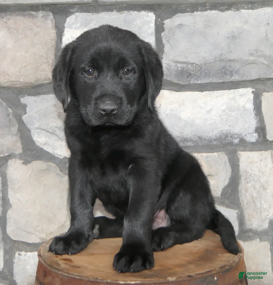 Labrador Retriever dogs for sale: Peanut Labrador Retriever  - Ad 2