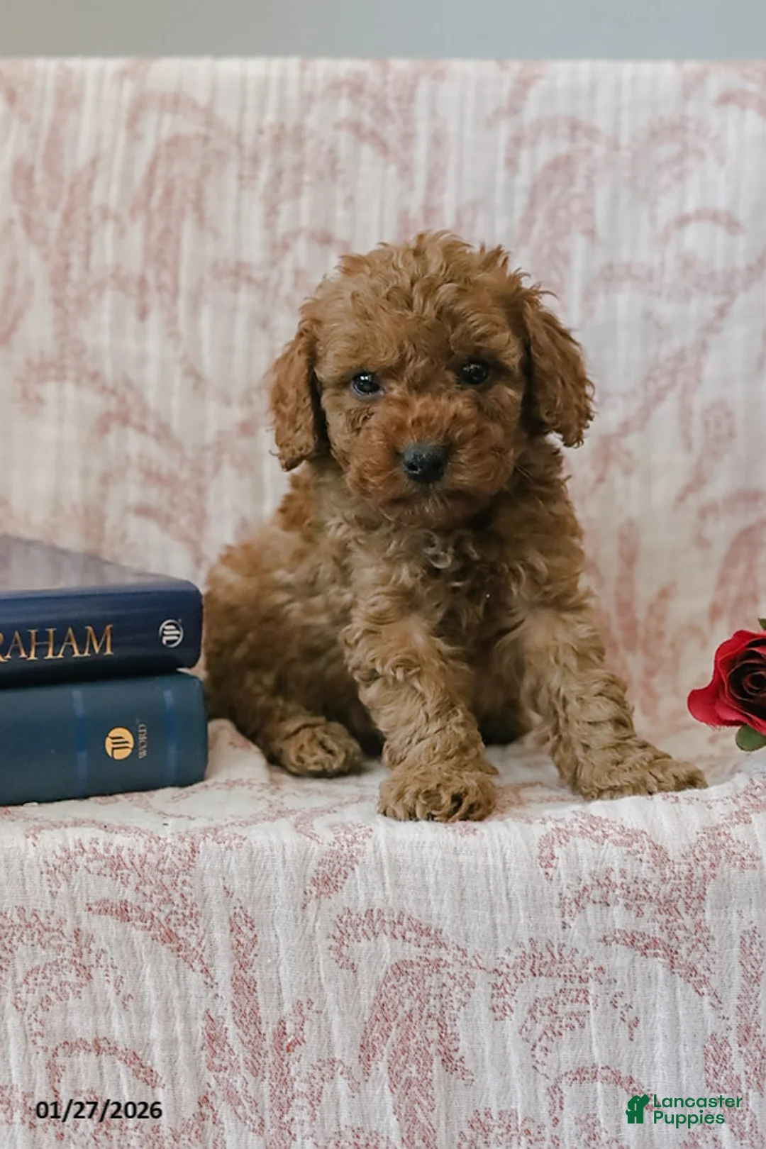 Cockapoo dogs for sale: Jadon - Ad 2