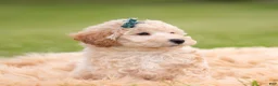 Mini Goldendoodle dogs for sale: Nugget - Ad 7