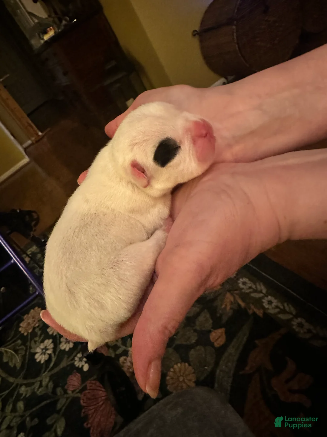 Mixed Breed dogs for sale: English Bulldog Puppy 4 - Ad 3